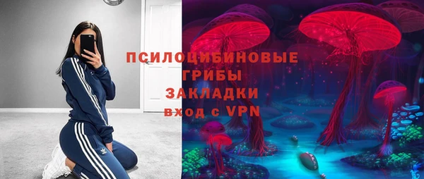 индика Ельня