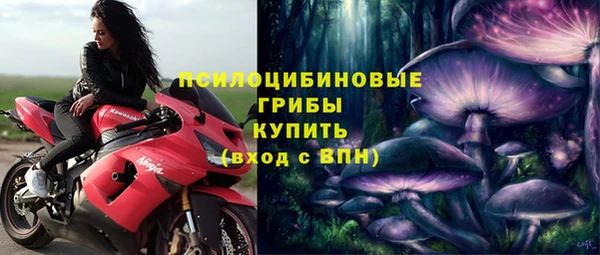 индика Ельня