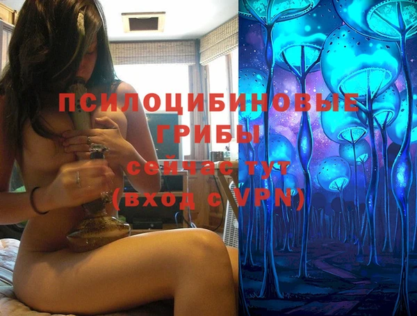 индика Ельня